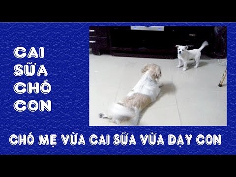 Video: Cách Cai Sữa Cho Chó Con