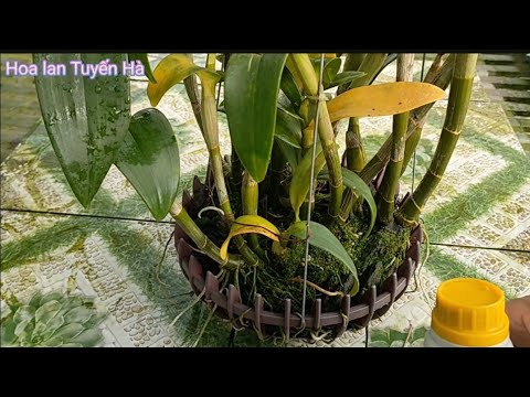 Video Hãy làm cách này khi lan Dendro bị vàng lá hàng loạt. - youtube