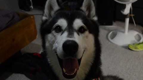 Emax Tiny hawk trial 2