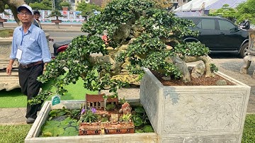 Những Cây Duối Quái Lạ Tại Triển Lãm Cây Cảnh Nghệ Thuật Tỉnh Quảng Ngãi