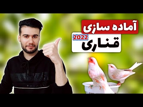 برنامه آماده سازی قناری ها برای تقویت جفت و افزایش مستی