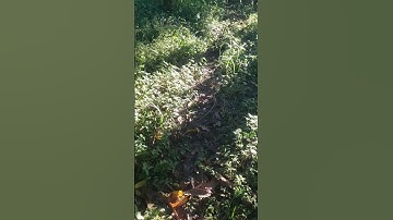 #Nesting #Wildturkey