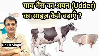 गाय/ भैंस का Udder का साइज़ कैसे बढ़ाए ? | सवाल - जबाव | Part-2 | Dairy Ustaad | Dr CB Singh