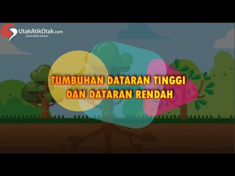 Video: Apakah jenis tumbuhan yang terdapat di dataran?