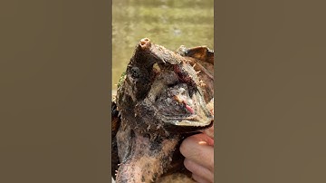 Juvenile Suwannee Alligator Snapping Turtle Up Close! #alligatorsnappingturtle #wildlife