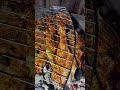 зеркальный карп на углях