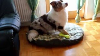 Red merle Aussie Aiko Home Alone by Aiko Aussie 133,715 views 13 years ago 4 minutes, 5 seconds