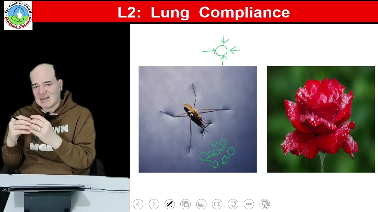 L2  Lung    Compliance