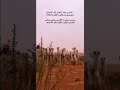 نطحيني عهنك المنفوش ياغر السحايب سفر الدغيلبي نطحيني عهنك المنفوش ياغر السحايب سفر الدغيلبي