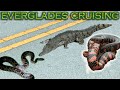 Cruising Pythons, Crocodiles and much more in the Florida Everglades!