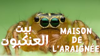 وثائقي : بيت العنكبوت | documentaire : La maison de laraignée