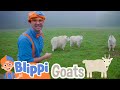 Blippi Explores A Wildlife Park | Learning Animals For Kids