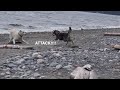Camouflage Sneak Attack at the Beach! Zara the Shikoku dog の動画、YouTube動画。