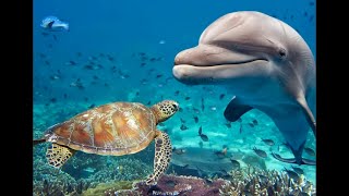 Тайны Океана  Подводный Мир   Мир Дикой Природы