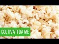Coltivare mais da popcorn | Ecco i risultati | ORTO e GIARDINAGGIO