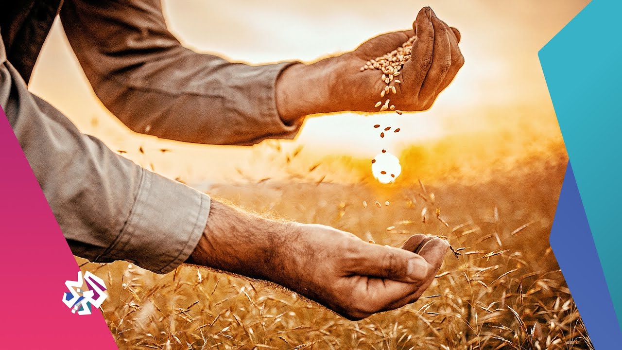 تونس .. عودة المزارعين لاستعمال البذور الأصلية بدلا من الهجينة | شبابيك