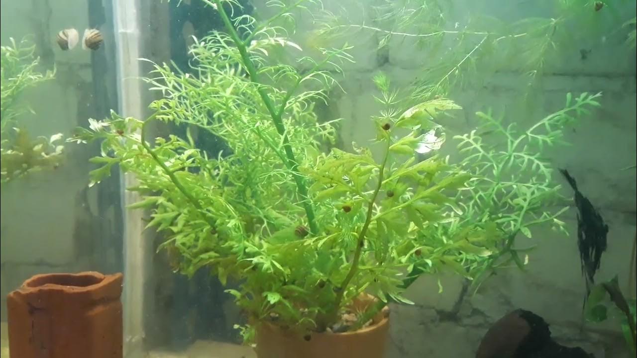 Папоротник Крыловидный - красивый кустик! #Аквариум #Папоротник - YouTube