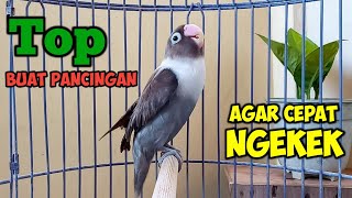 DI AWALI NGETIK LANJUT NGEKEK PANJANG, SUARA BURUNG LOVEBIRD TOP BUAT PANCINGAN AGAR CEPAT NGEKEK