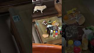 Dog's Surprise Leap From Couch