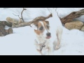 A Doggone Christmas Promo 2