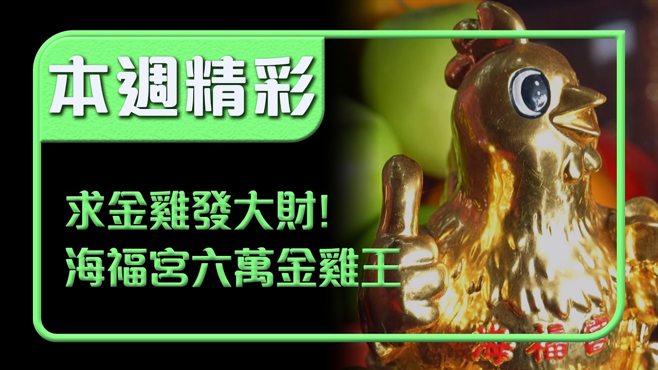 真的能帶財回家？六萬金雞王爆紅 海福宮本尊超Q！｜本週精彩｜寶島神很大