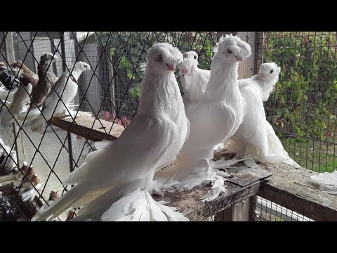 Узбекские Двухчубые Голуби,
