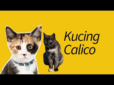 Video: Kenapa Kucing Calico Hampir Sentiasa Perempuan?