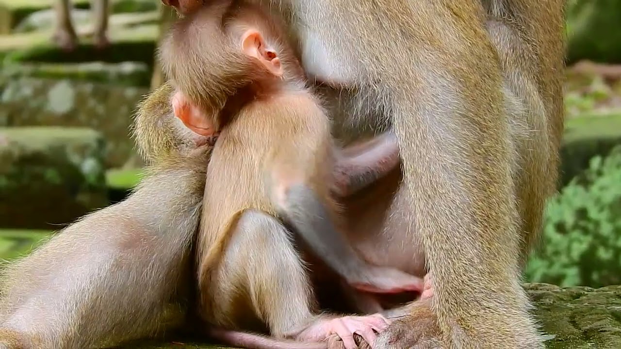 Little Baby Monkey Adventures with Leo, Libby, and Sovana