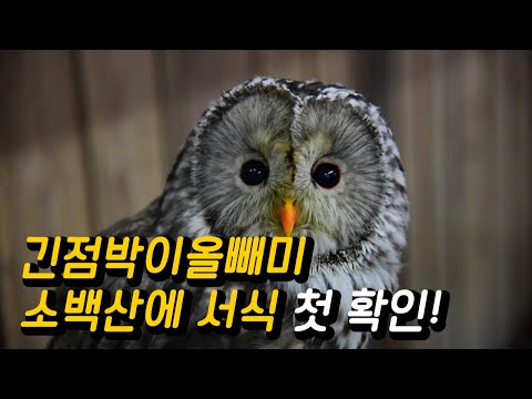 긴점박이올빼미, 소백산에 서식 첫 확인!