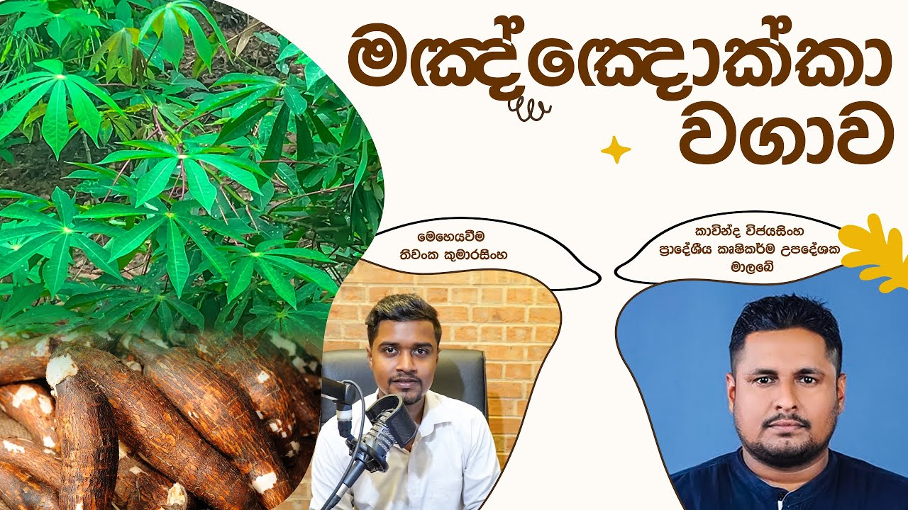 Manioc Cultivation | අල වගාවක් කර ජීවිතය ජය ගන්න මඤ්ඤොක්කා වගාව අරඹන්න | මඤ්ඤොක්කා වගාව මුල සිට සරලව