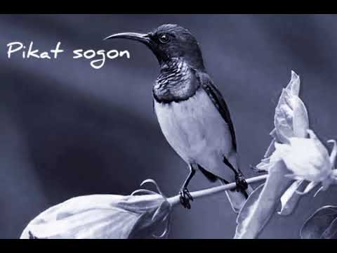 Pikat burung sogon anti boncos 😂