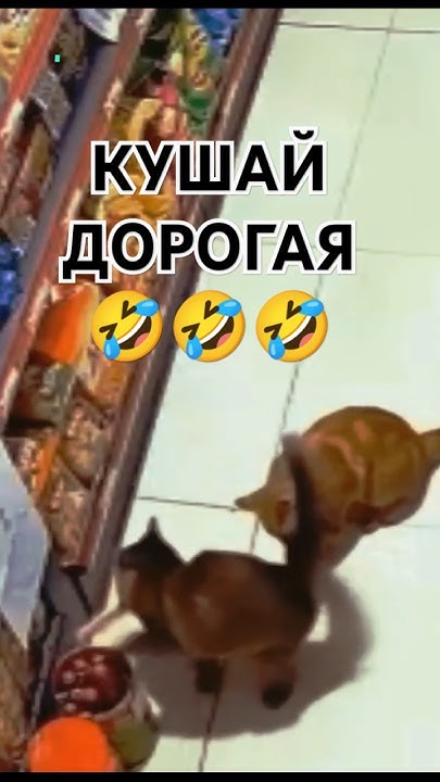 Котик ВОРИШКА в супермаркете? Крадёт СОСИСКИ. Супер воришки.. - YouTube