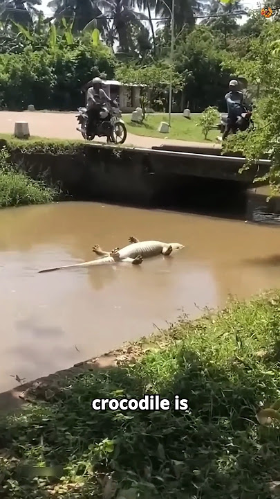 Don't Fall for This Crocodile's TRICK! 😳