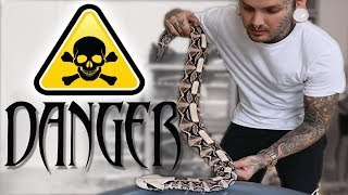 Venomous Snake Training basics  Advice on starting your hours | Tyler Nolan