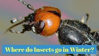 Where Do Insects Go In The Winter? Net Worth
