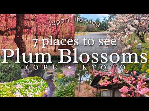My favourite plum blossom spots in Kobe and Kyoto!