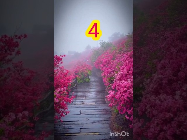 💝💫 Most Amazing Flowers 😍 #flowers #love #nature #naturebeauty #viralshorts