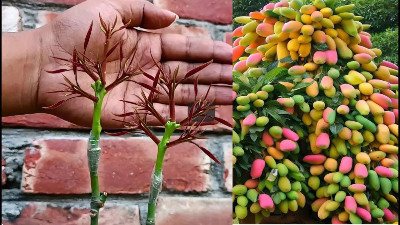 🥭how to grow mango tree from grafting how to grow mango plant at home