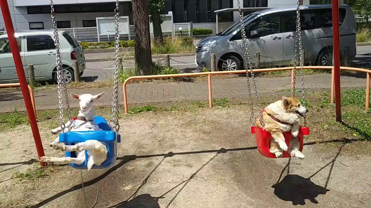 ヤギと犬のブランコ Youtube