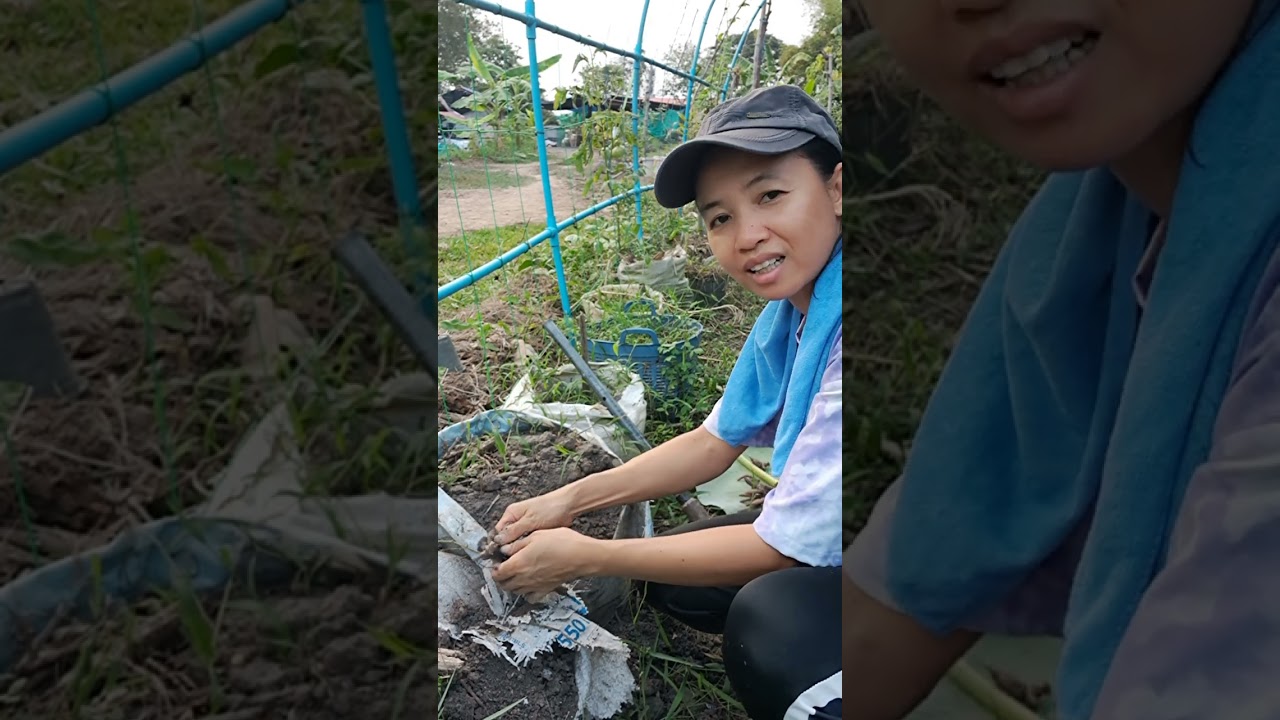 ขุดกระชายที่เราปลูกไว้ในกระสอบไปทำกับข้าวกัน@ไร่แสนฮักเขมราฐบ้านเฮา 