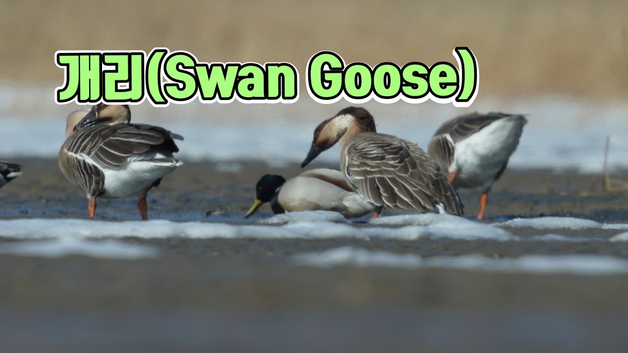 바닷가에서 만난 개리(Swan Goose)