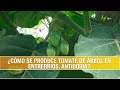 Como se Produce Tomate de Arbol en Entrerrios Antioquia- TvAgro por Juan Gonzalo Angel Restrepo