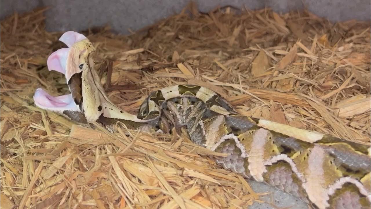 Gaboon Viper Fangs longest On Earth YouTube gaboon-viper-fangs-longest-on-earth-youtube