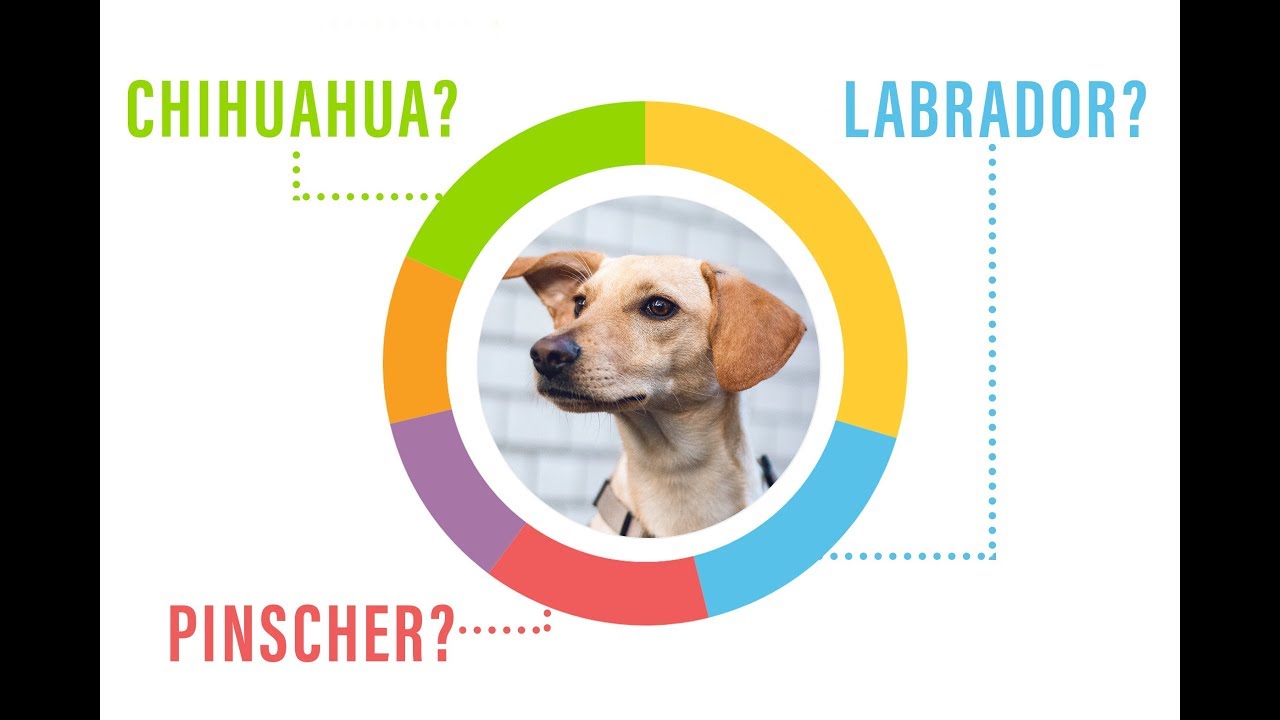 DOG DNA REVEAL // vegandogkiwi surprising result YouTube