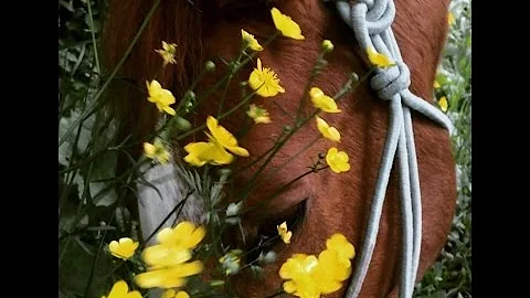 A Tribute to Honey