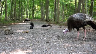 Forest Animals in Harmony - 10 Hours of Turkeys, Chipmunks and Squirrels - July 18, 2023