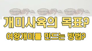 여왕개미 채집 없이 집에서 사육으로 만든다? 개미 사육의 꽃 신여왕의 발생 정보. 일본왕개미 사육으로 여왕개미를 뽑기 어려운 이유