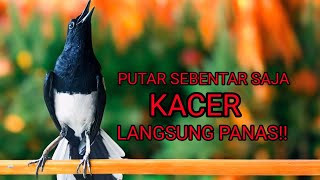 Kacer gacor ngeplong ini bikin kacer lawan auto emosi cepat nyaut gacor!!
