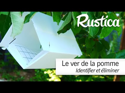 Vidéo: Informations sur la tavelure de la pomme - À quoi ressemble la tavelure de la pomme et comment la traiter