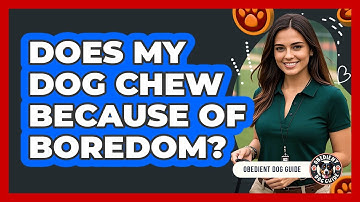 Does My Dog Chew Because Of Boredom?
